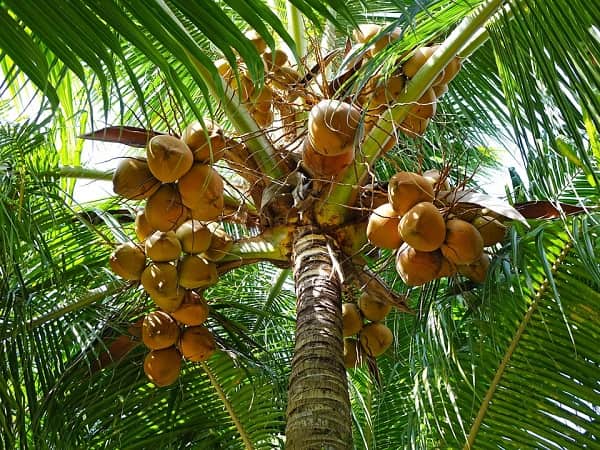 Mơ thấy cây dừa điềm báo lành hay dữ?