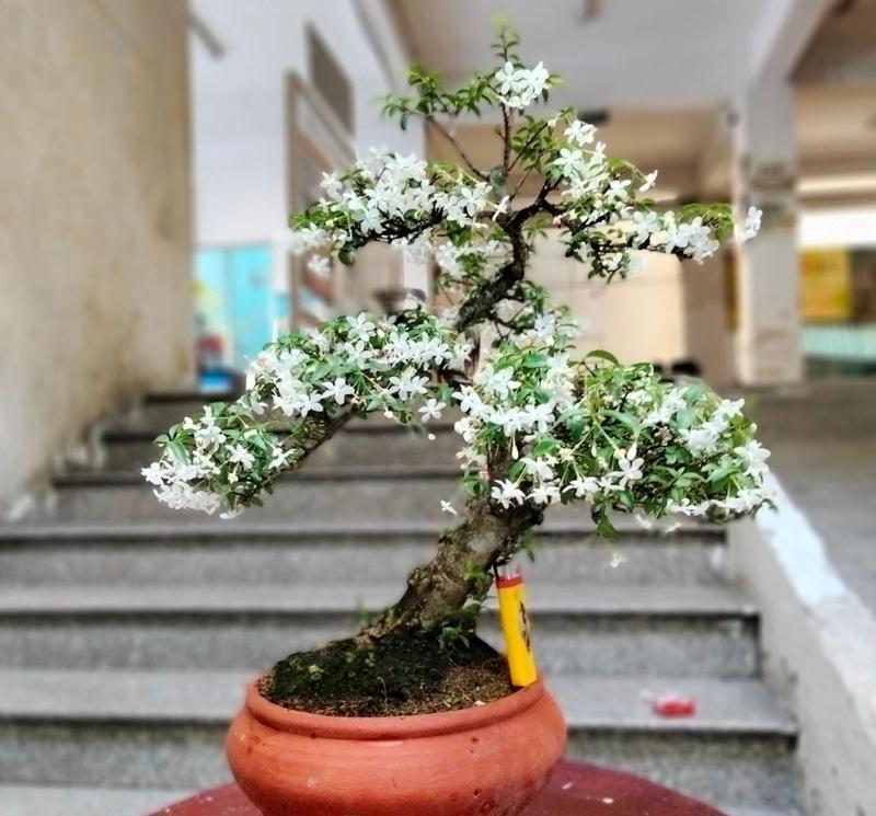 Cây mai chiếu thủy cũng phù hợp với người tuổi Mùi Cây mai chiếu thủy cũng phù hợp với người tuổi Mùi