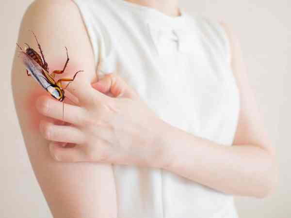 Bị gián cắn là điềm gì