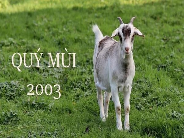 Sinh năm 2003 hợp tuổi gì trong làm ăn, sự nghiệp?
