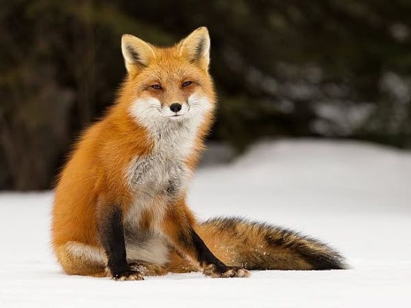 Giải mã chi tiết các giấc mơ thấy cáo