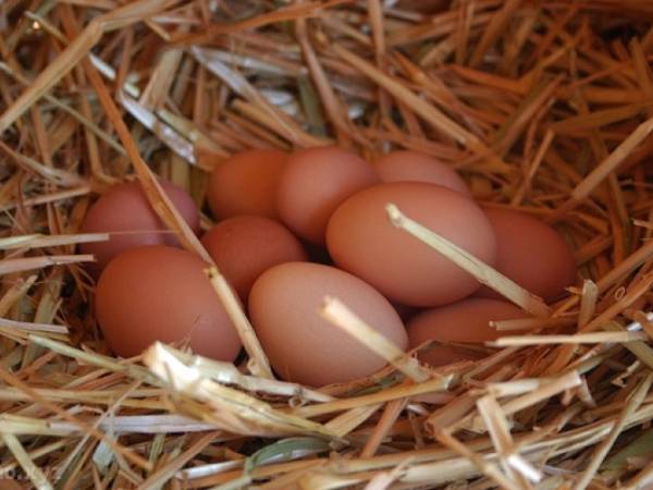 Ý nghĩa chung khi mơ thấy ổ trứng gà